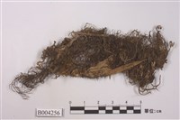 藏品(蘚類 )的圖片